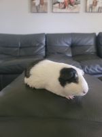 Guinea Pig Rodents for sale in Sacramento, California. price: $25