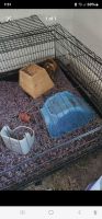 Guinea Pig Rodents for sale in Chambersburg, Pennsylvania. price: NA