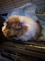Guinea Pig Rodents for sale in New Haven, Connecticut. price: $100