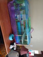 Guinea Pig Rodents for sale in Longmont, Colorado. price: $130