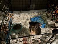 Guinea Pig Rodents for sale in Stafford, Virginia. price: NA