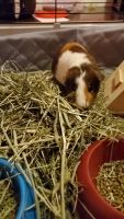 Guinea Pig Rodents for sale in Thousand Oaks, California. price: NA