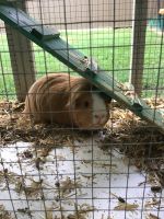 Guinea Pig Rodents for sale in Wattle Grove, New South Wales. price: $60