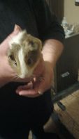 Guinea Pig Rodents for sale in Crestline, Ohio. price: $200
