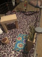 Female Guinea Pigs for sale