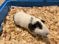 Guinea Pigs for sale
