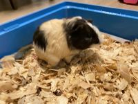 Guinea Pigs for sale
