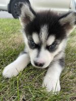 Gull Terr Puppies for sale in Los Angeles, CA, USA. price: $1,000