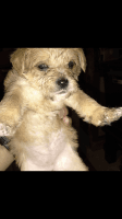 Gully Terrier Puppies Photos
