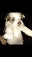 Gully Terrier Puppies Photos