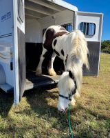 Gypsy Vanner Horses Photos