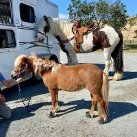 Gypsy Vanner Horses Photos
