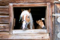Haflinger Horses Photos