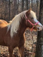 Haflinger Horses for sale in Louisville, KY, USA. price: $1,500