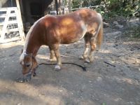 Haflinger Horses for sale in Redding, CA, USA. price: $2,000