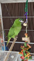 Hahn's macaw Birds Photos