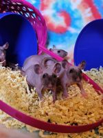 Hairless Rat Rodents for sale in Louisa, VA 23093, USA. price: $50