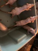 Hairless Rat Rodents for sale in Stillwater, OK, USA. price: $15