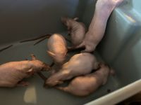 Hairless Rat Rodents Photos