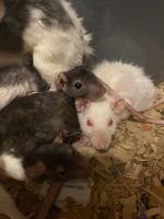 Hairless Rat Rodents Photos