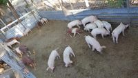 Hampshire Hog Animals for sale in San Bernardino, CA, USA. price: $50