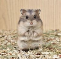 Hamster Rodents for sale in Chennai, Tamil Nadu, India. price: 299 INR