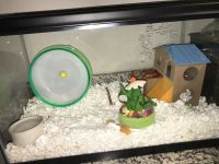 Hamster Rodents for sale in Bloomington, IN, USA. price: $75
