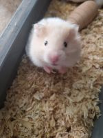 Hamster Rodents for sale in Hegins, PA 17938, USA. price: $10