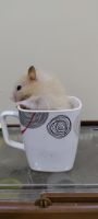 Hamster Rodents for sale in Warje, Pune, Maharashtra, India. price: NA