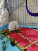 Hamster Rodents Photos