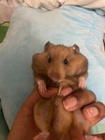 Hamster Rodents for sale in Jackson, Tennessee. price: $50