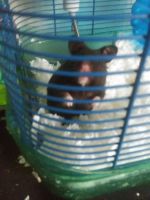Hamster Rodents for sale in Somers Point, NJ, USA. price: $50