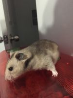 Hamster Rodents Photos