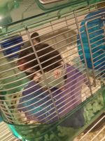 Hamster Rodents for sale in San Diego, CA, USA. price: $15