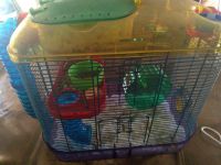 Hamster Rodents for sale in Pierce City, MO 65723, USA. price: $65