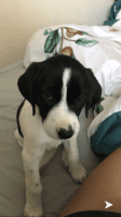 Hanover Hound Puppies for sale in Corpus Christi, TX, USA. price: $40