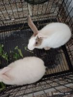 Hare Rabbits Photos
