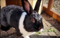 Hare Rabbits for sale in Hazelwood, MO 63042, USA. price: $60