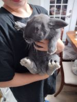 Hare Rabbits for sale in Beaufort, SC, USA. price: NA