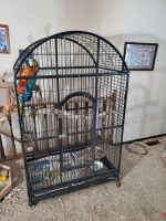 Harlequin Macaw Birds for sale in St. Louis, MO, USA. price: $1,000