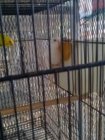 Harlequin Macaw Birds for sale in Winter Haven, Florida. price: $40