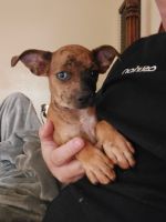 Harlequin Pinscher Puppies for sale in Las Vegas, NV, USA. price: $1,500