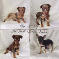 Harlequin Pinscher Puppies for sale in Texarkana, AR 71854, USA. price: $1,200