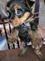 Harrier Puppies for sale in Port Orford, OR 97465, USA. price: $1,000