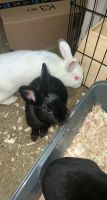 Havana Rabbits for sale in Miramar, FL 33025, USA. price: $50