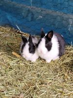 Havana Rabbits for sale in Fredericksburg, VA 22407, USA. price: $20