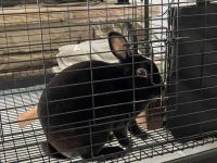 Havana Rabbits for sale in Covington, GA, USA. price: $50