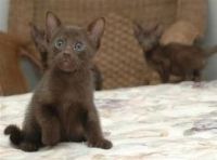 Havana Brown Cats for sale in Chicago, IL, USA. price: NA
