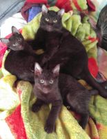 Havana Brown Cats for sale in Mt Holly, NJ, USA. price: $1,000