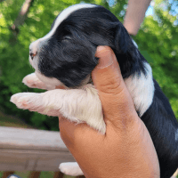 Havanese Puppies for sale in Mooresville, NC, USA. price: $2,000